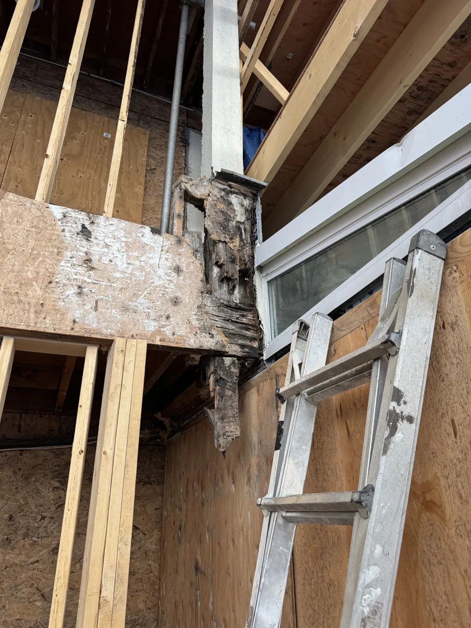 Opened wall assembly showing deteriorated framing at a window header during a water ingress investigation