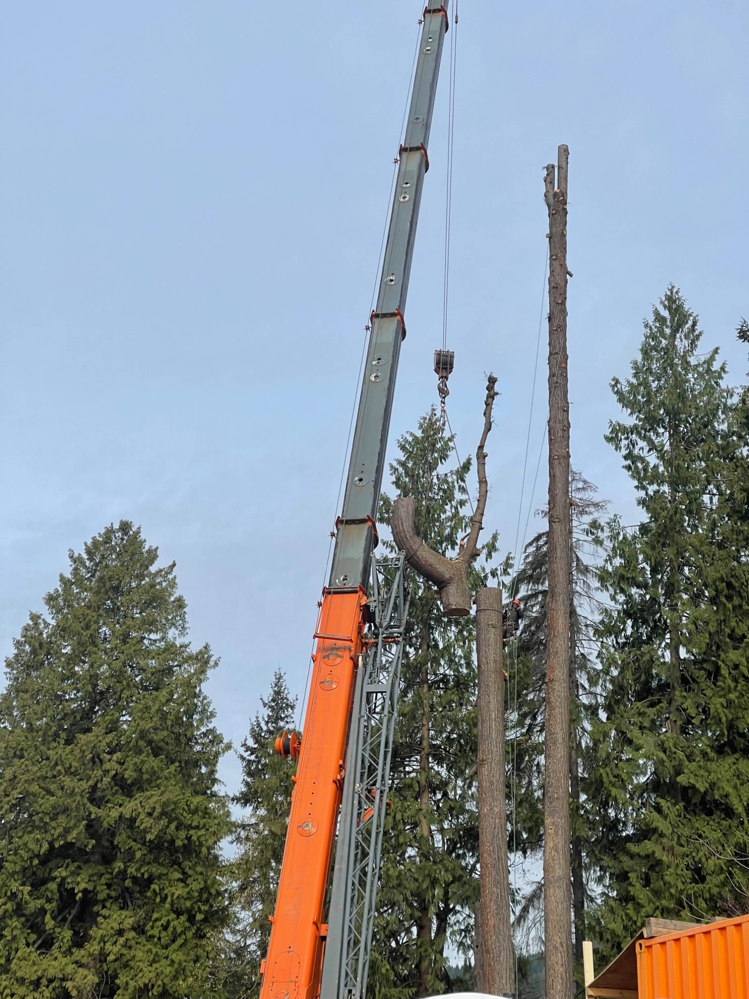 Crane lifting a heavy tree section during controlled removal in a West Vancouver residential area