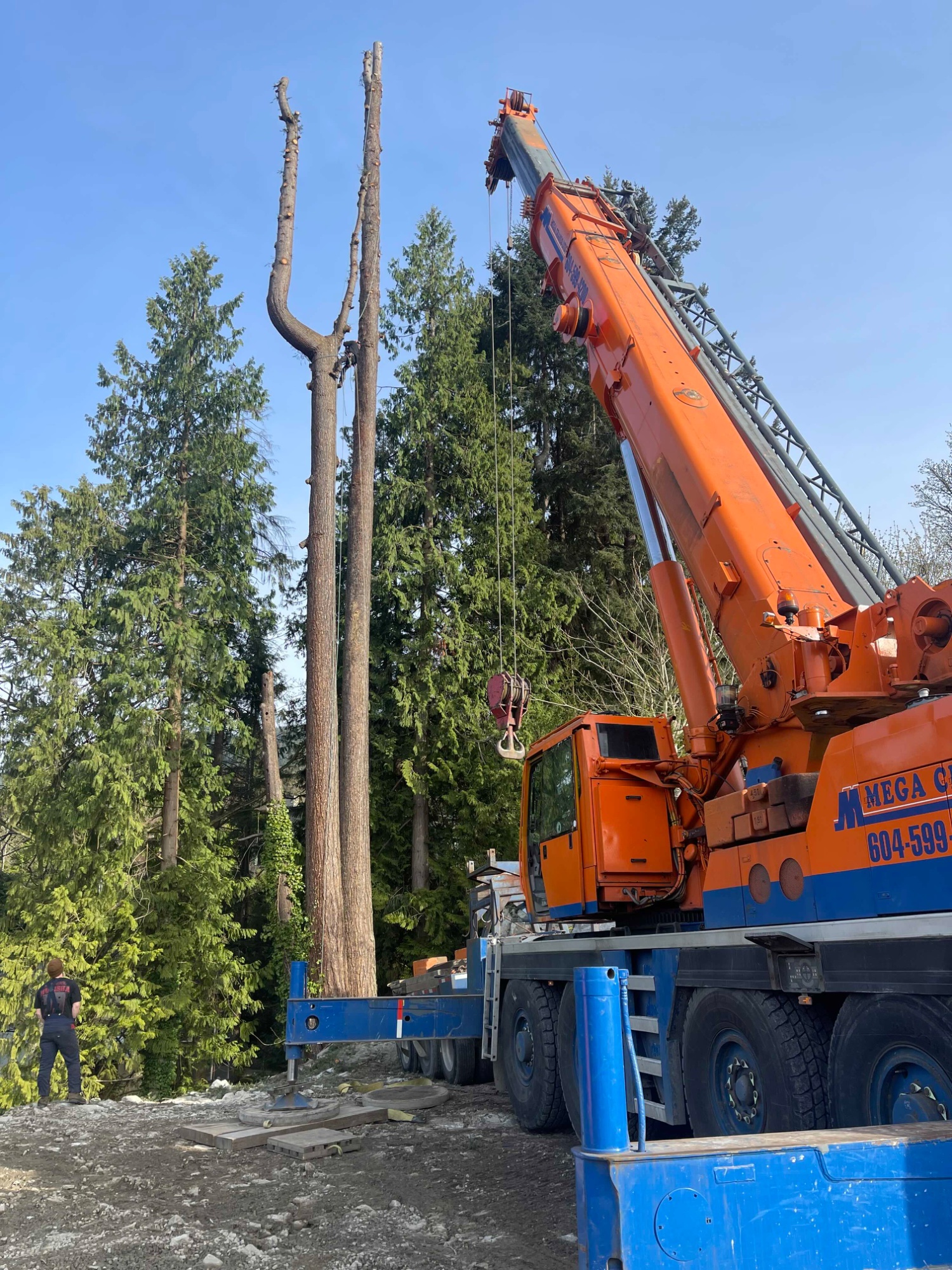 Crane operator and arborist coordinating large tree removal on a steep West Vancouver construction site
